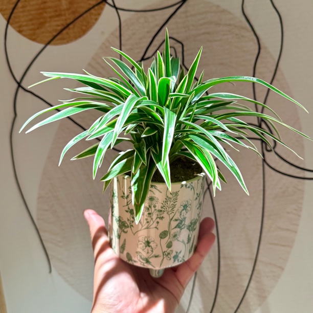 幽兰花金边吊兰盆栽盆景室内客厅办公室净化空气好养活四季绿植