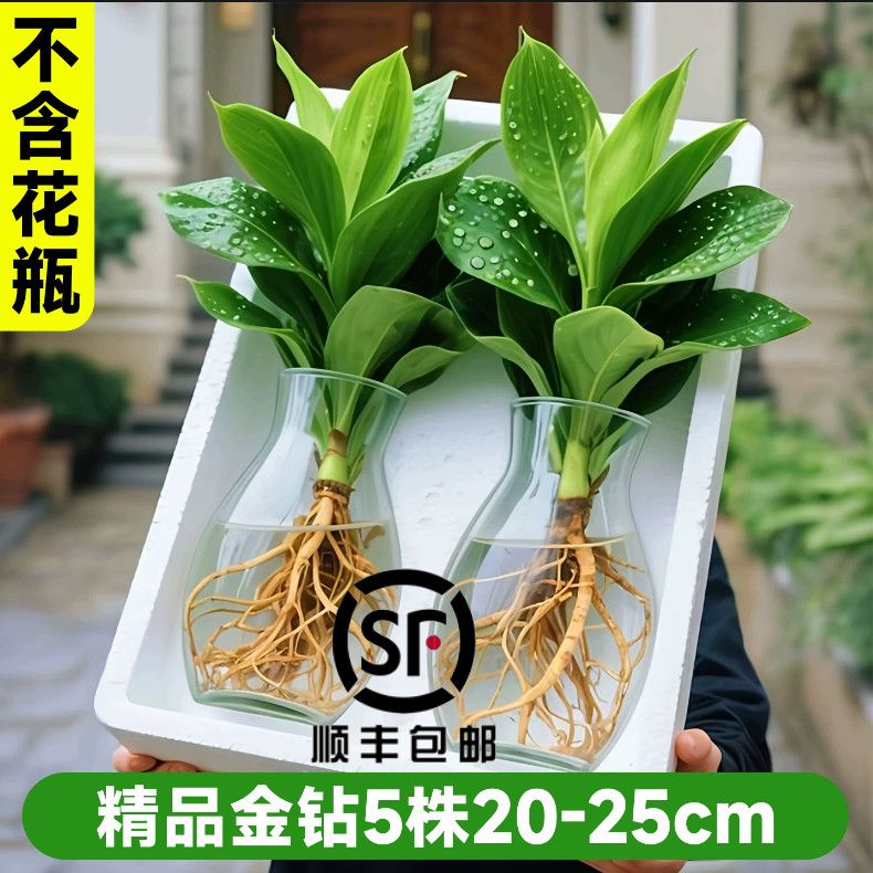 (顺丰包邮)大叶金钻水培植物绿公主盆栽办公室内好养易活绿萝绿植