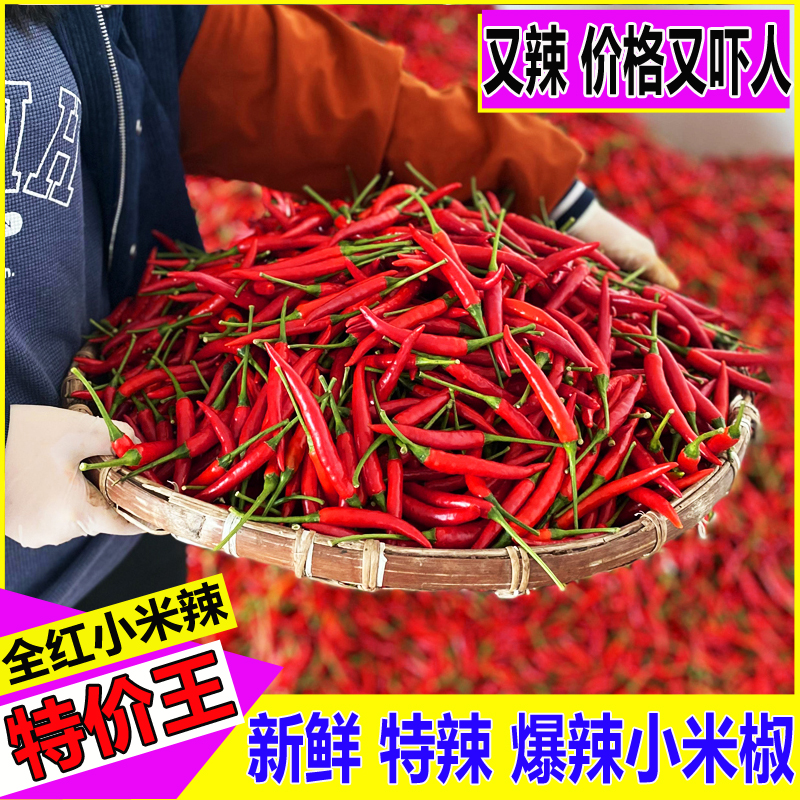 新鲜现摘特辣小米椒可剁椒泡椒的优质蔬菜辣椒餐饮朝天椒全红辣椒