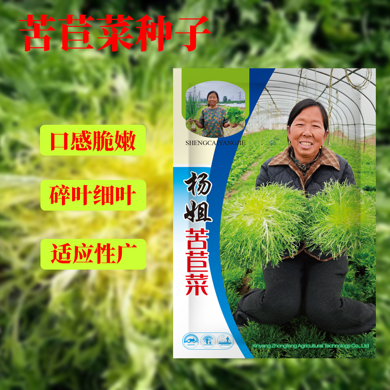[杨姐推荐]细叶苦苣菜种子农家春秋播种