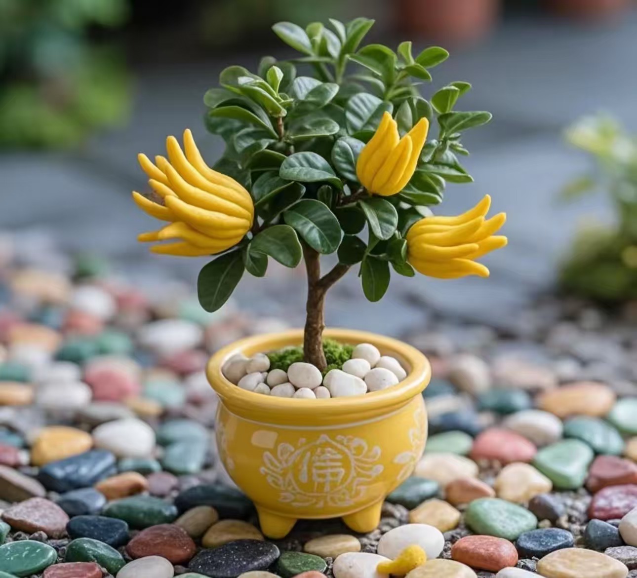 佛手盆栽四季常青可用于阳台客厅种植的绿植盆景