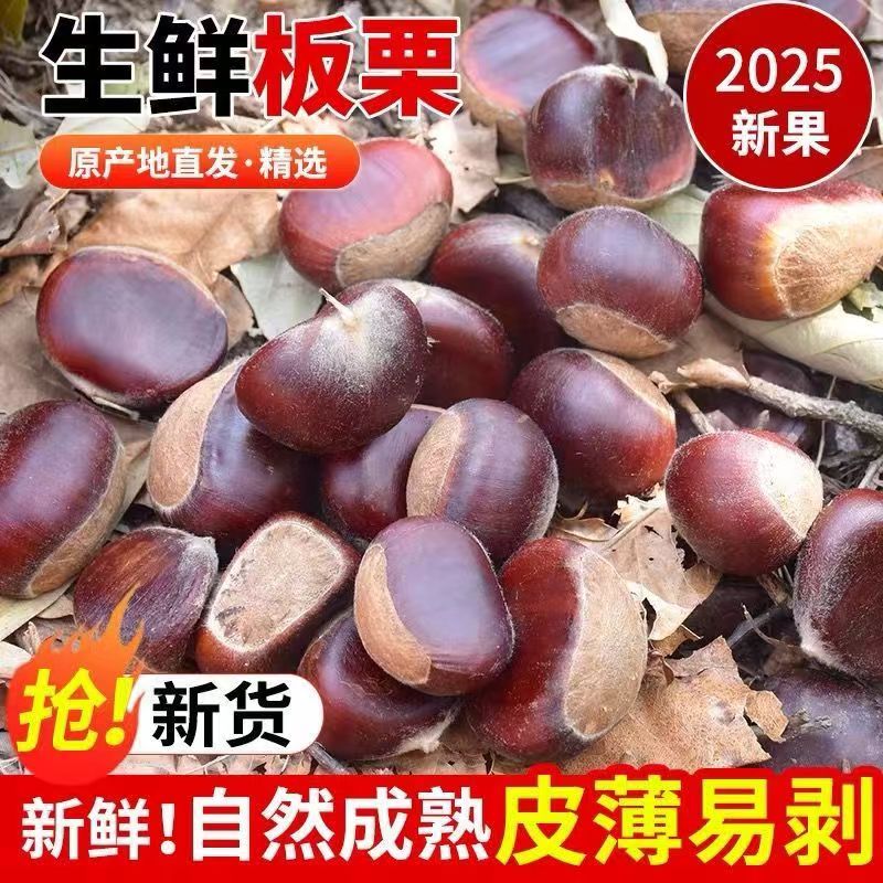 贵州当季新鲜栗子现摘深山老树毛栗子新鲜现摘美味零食坚果生板栗
