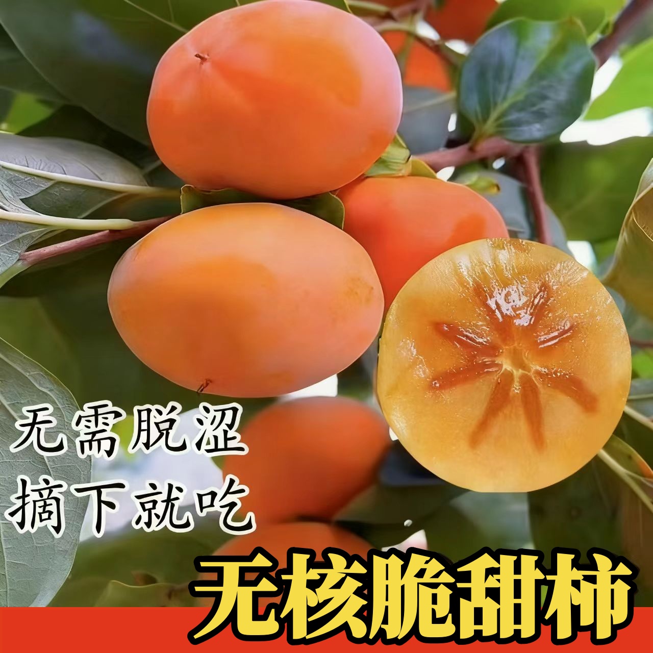 无核冰糖心脆柿子树苗巧克力柿子苗即摘即食南北方种植