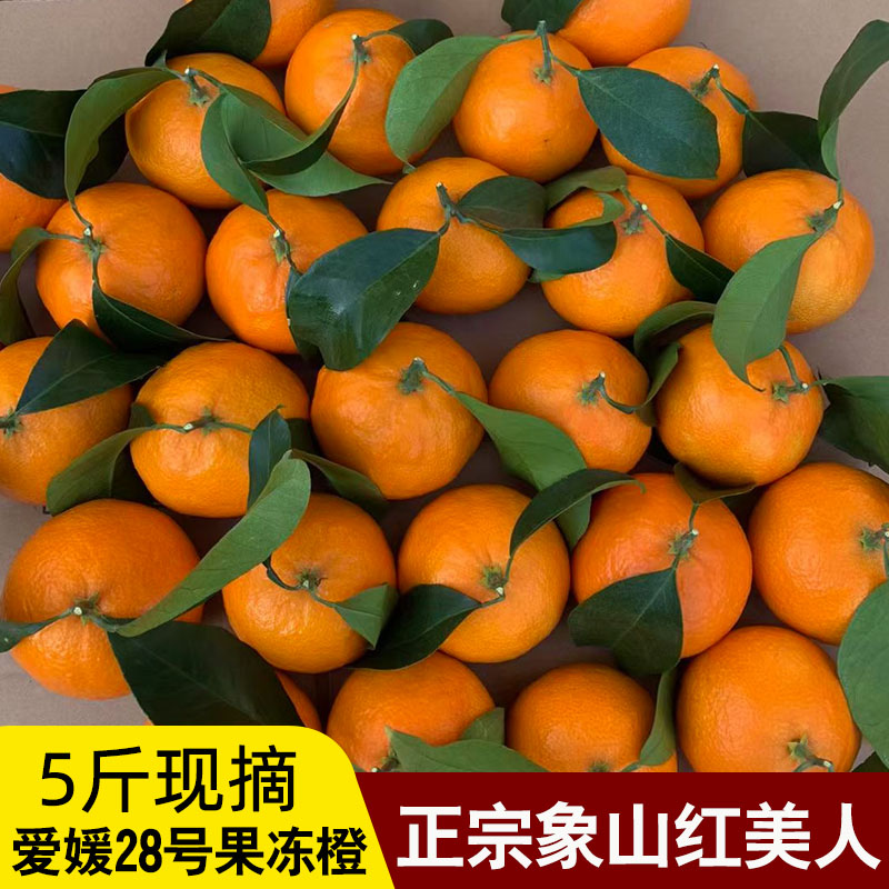 正宗象山红美人柑橘爱媛28号果冻橙大棚果园每天现摘现发五斤装