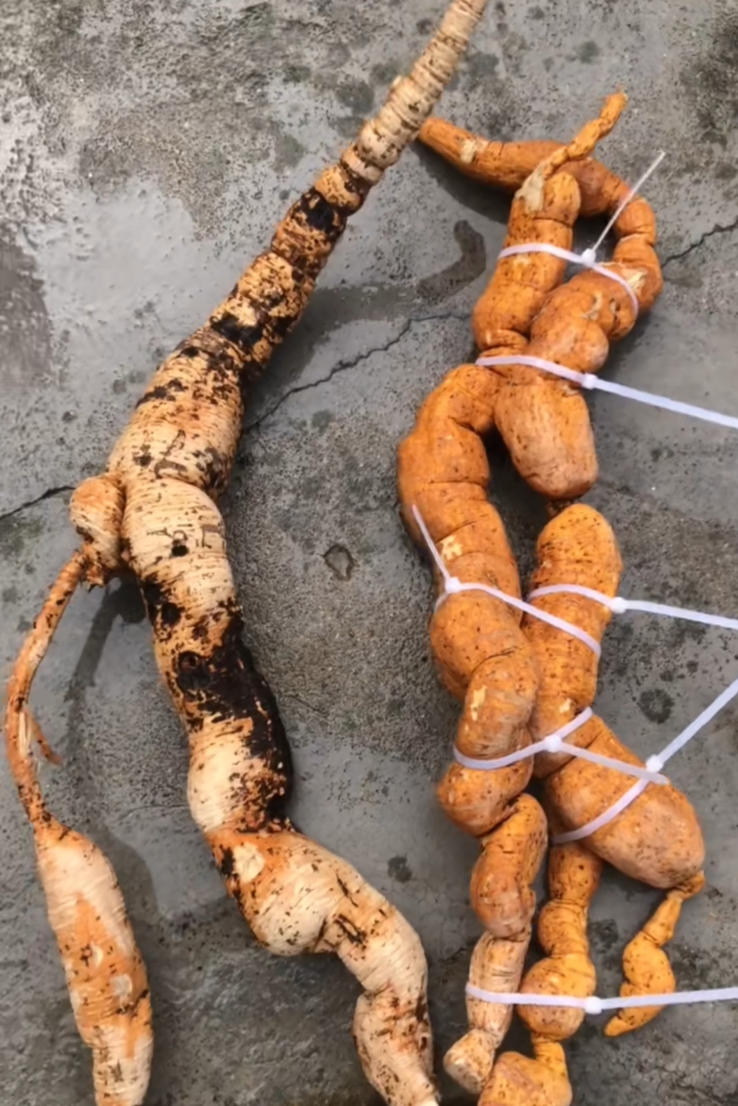 野生牛大力1斤（干货）自嗮无硫