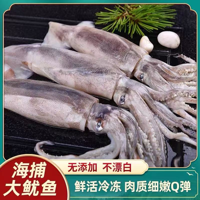 海鲜纯海捕速冻大鱿鱼肉质鲜嫩厚实净重3斤左右冷链包邮超低价