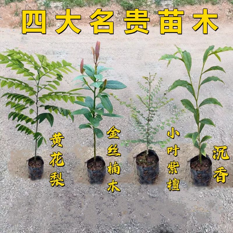 四大名木海南沉香树苗台湾黑骨茶金丝楠苗小叶紫檀海南黄花梨树苗