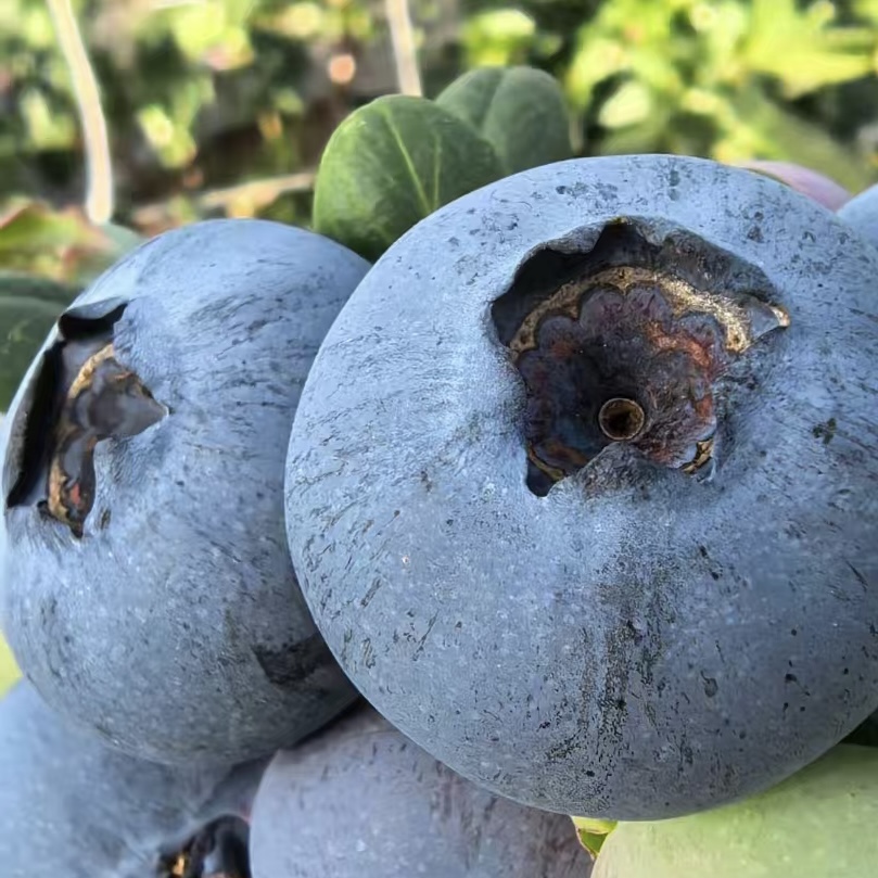 云南抚仙湖花香蓝莓 新鲜应季水果 现摘现发