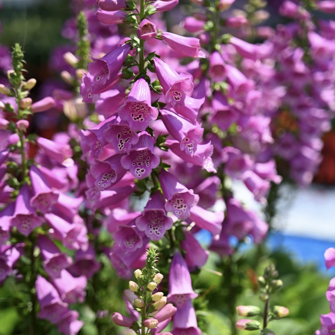 紫色毛地黄盆栽多年生易爆花发货快新手易养护喜阳植物