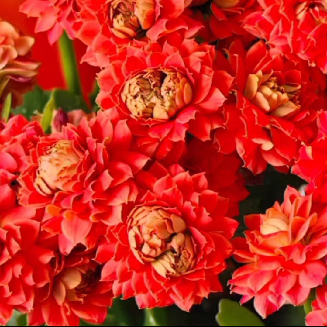 长寿花新品朱颜有根苗老邓空间大花重瓣红色巴黎系列重瓣阳台好养