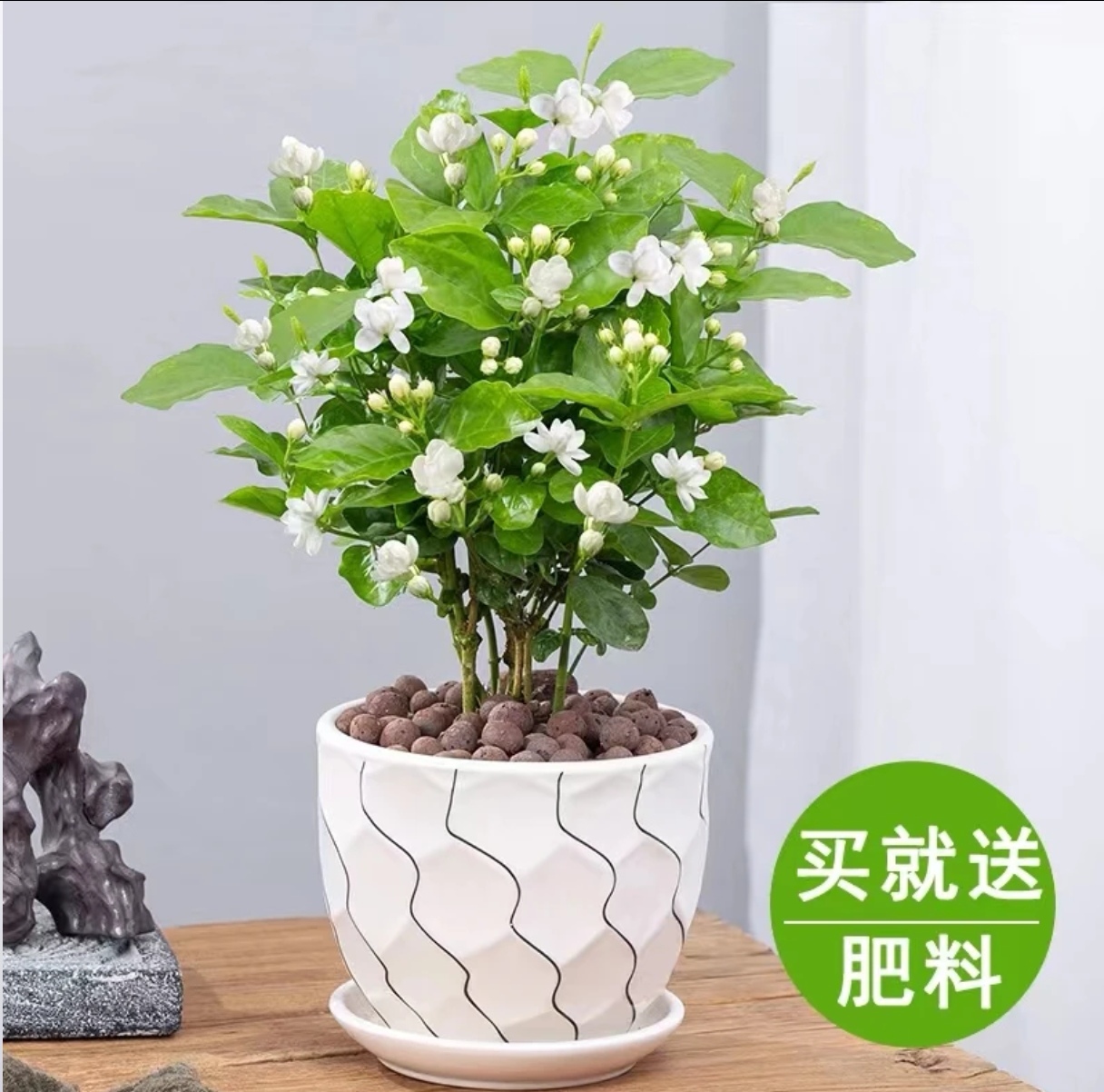 茉莉花盆栽开花浓香气四季常青好养室内阳台庭院观花卉家居绿植物