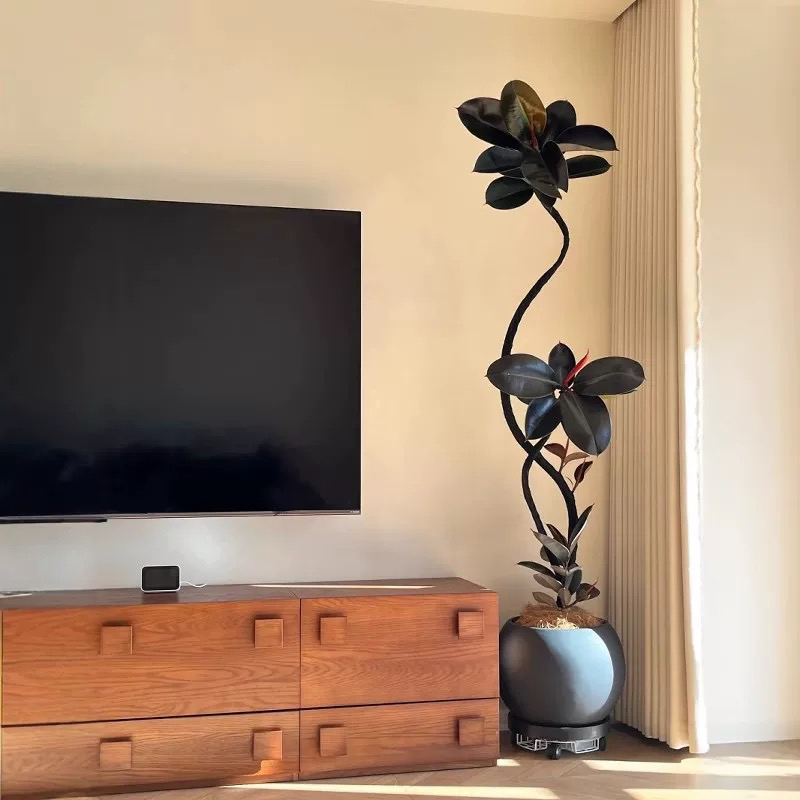 造型黑金刚橡皮树大型盆栽室内客厅办公室净化空气好养网红绿植