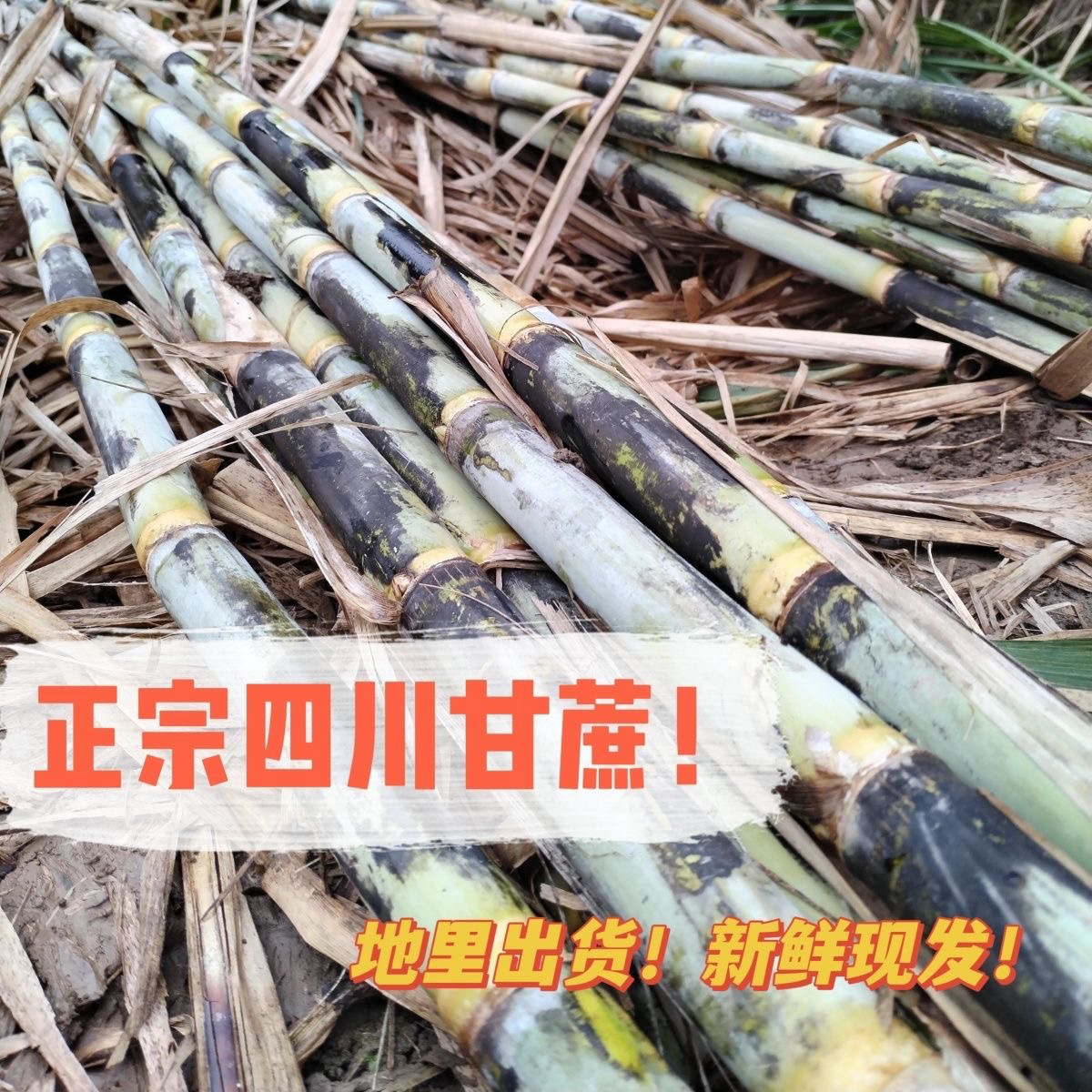 【小坪村青皮甘蔗】拍6斤送3斤