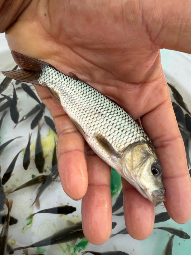 鲤鱼苗淡水鱼苗观赏鱼养殖好养耐活包邮草苗上浮鱼鱼