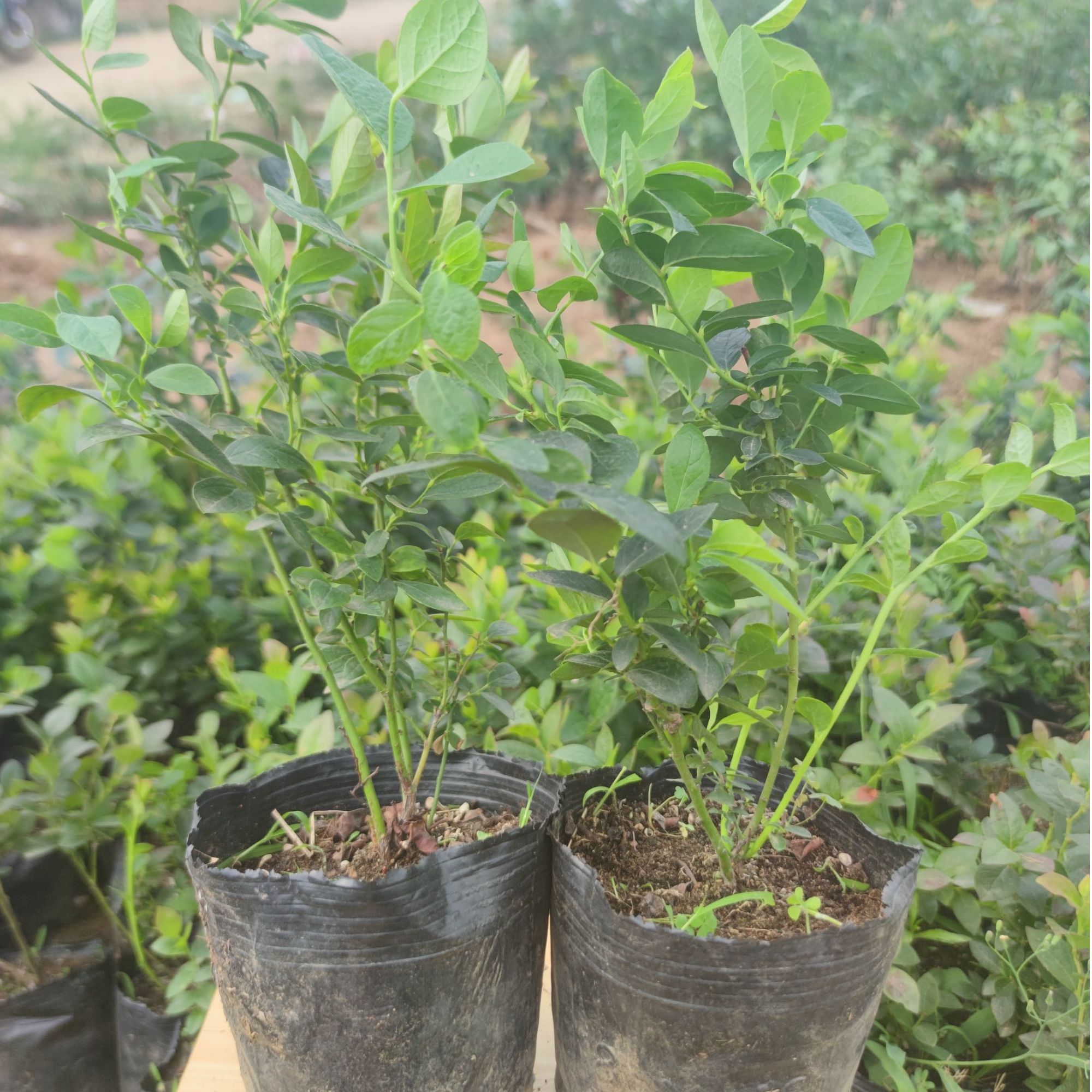 花香25L29薄雾蓝莓苗杯苗南高丛