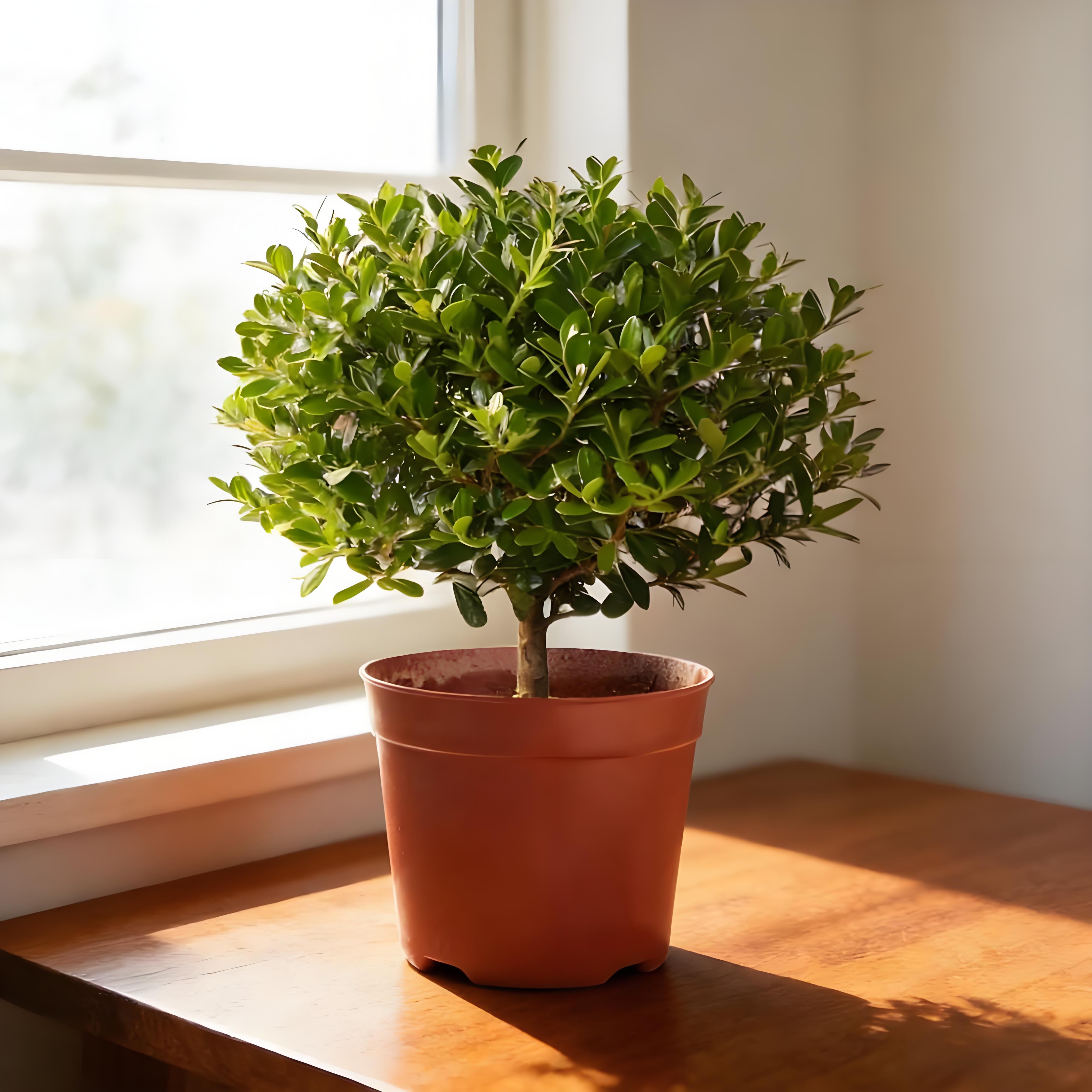 小叶赤楠桌面绿植室内小盆栽高级感植物老桩盆景净化空气摆件茶室