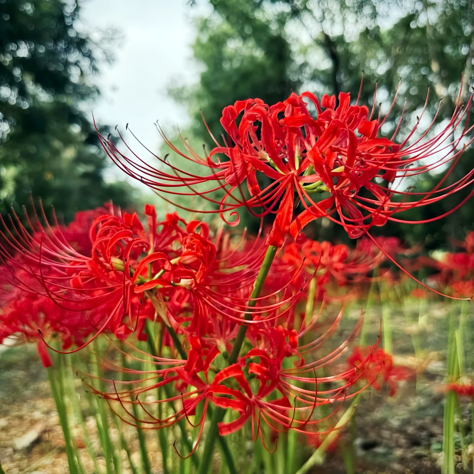 彼岸花种球四季开花卉红花曼珠沙华种子黄花观花植物绿植盆栽石蒜