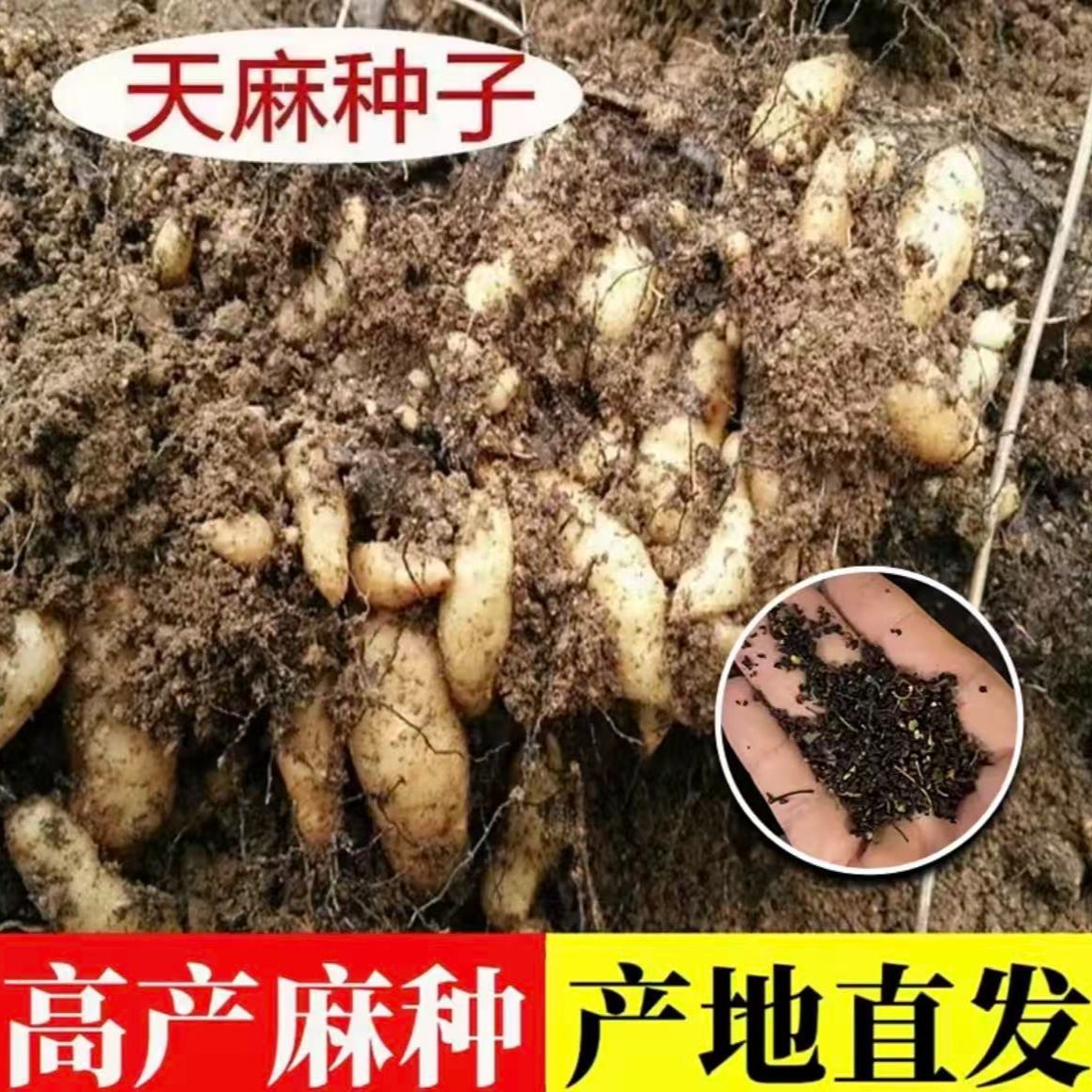 【天麻种子】【送种植说明】适合四季种植可用于阳台盆栽099