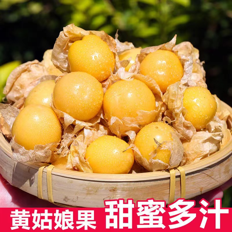 【菇娘果种子】奶香味东北灯笼果水果种子四季结果粒粒甜