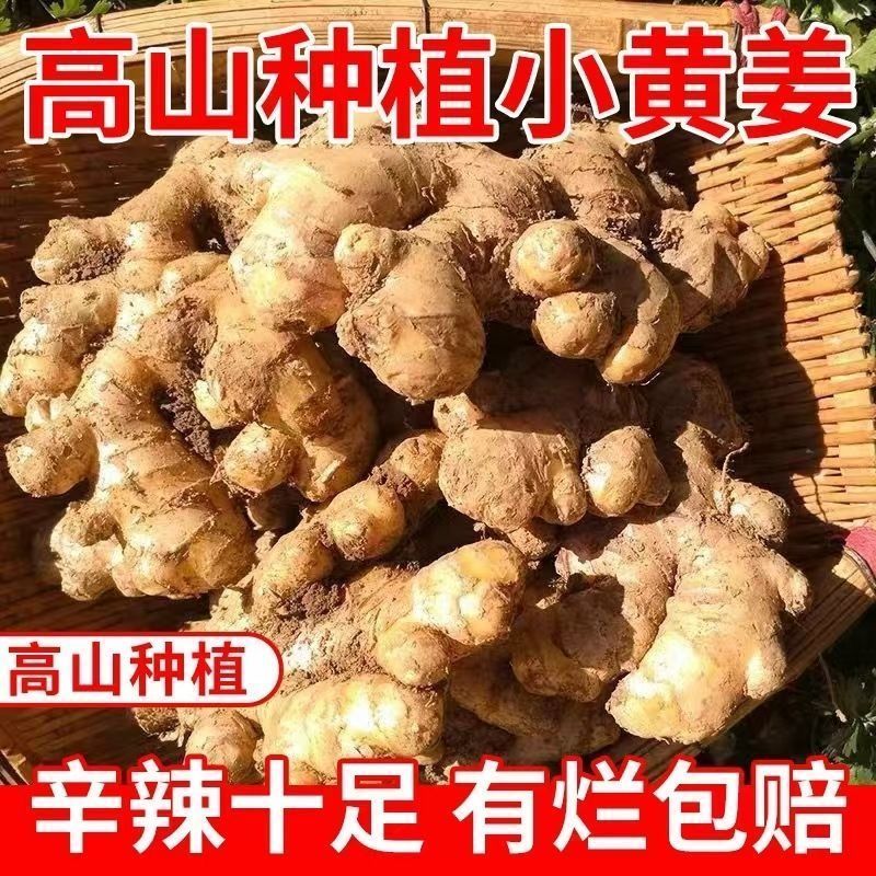 产地直发】云南二黄姜 老姜  姜香浓郁 产地直发