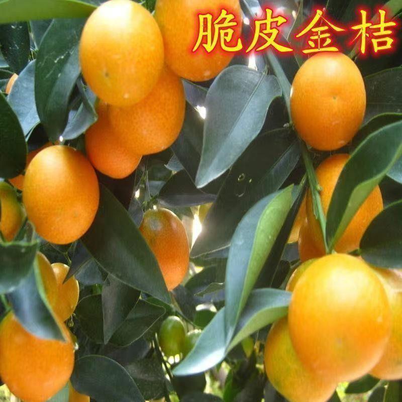 脆皮金桔桔子苗正宗嫁接果树苗盆栽地栽可食用观赏橘南北方种植