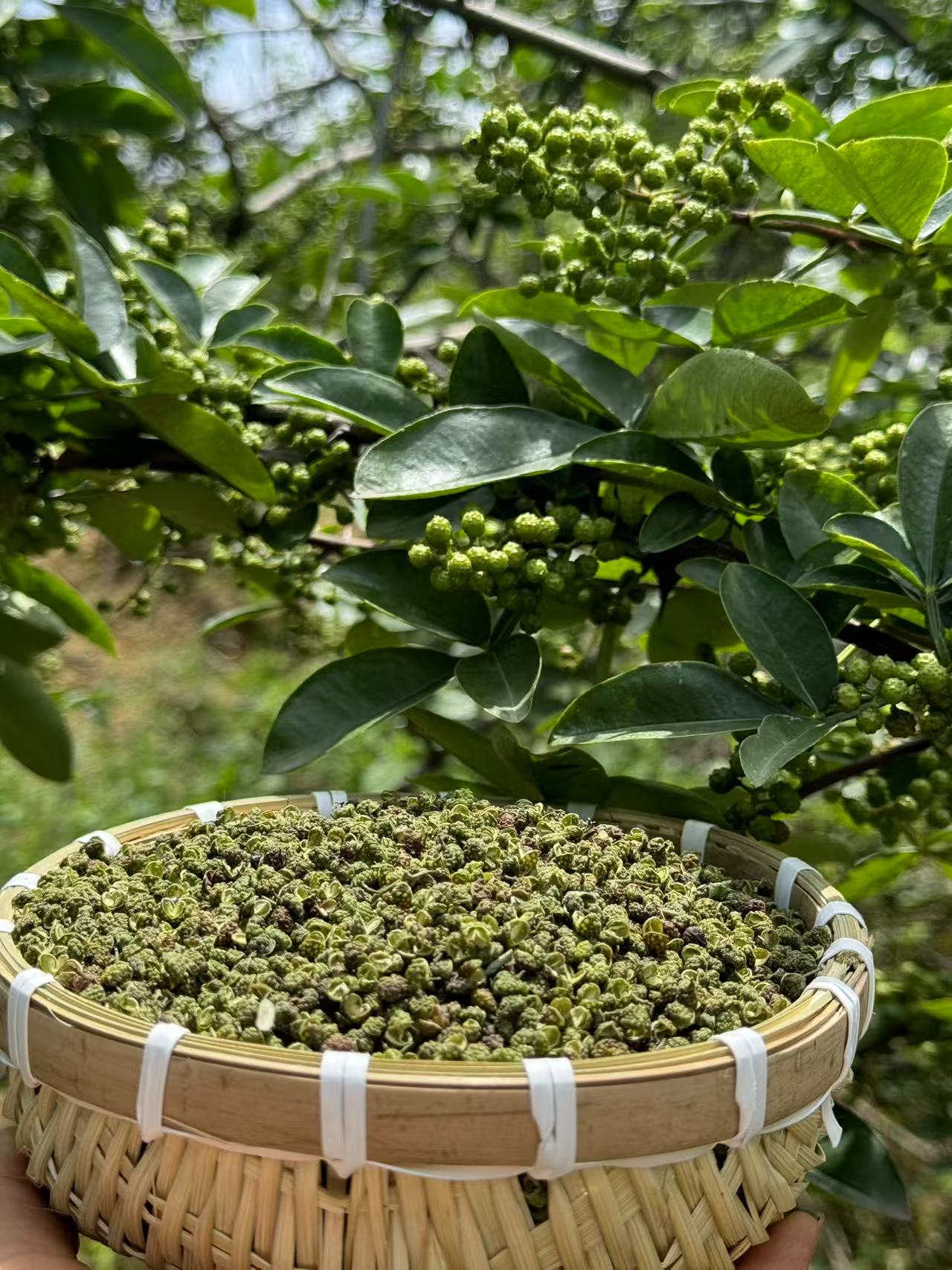 云南特麻青花椒