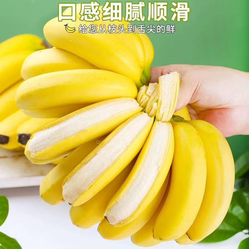 盛果邻  现摘云南高山香蕉农家甜香蕉自然熟软糯香甜当季新鲜水果
