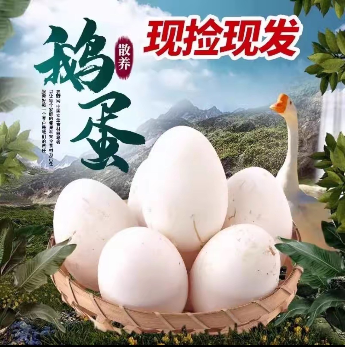 AG现捡现发大黄农家散养土鹅蛋新鲜损坏包赔