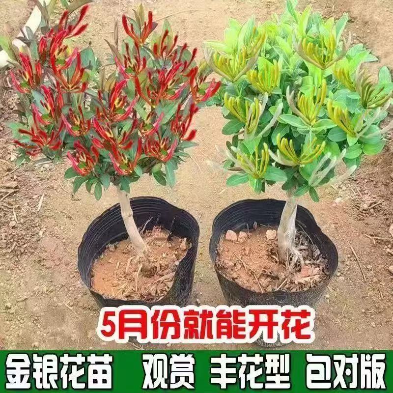 四季金银花树形盆栽地栽花卉绿植窗台庭院盆景金银花带土爬藤泡茶