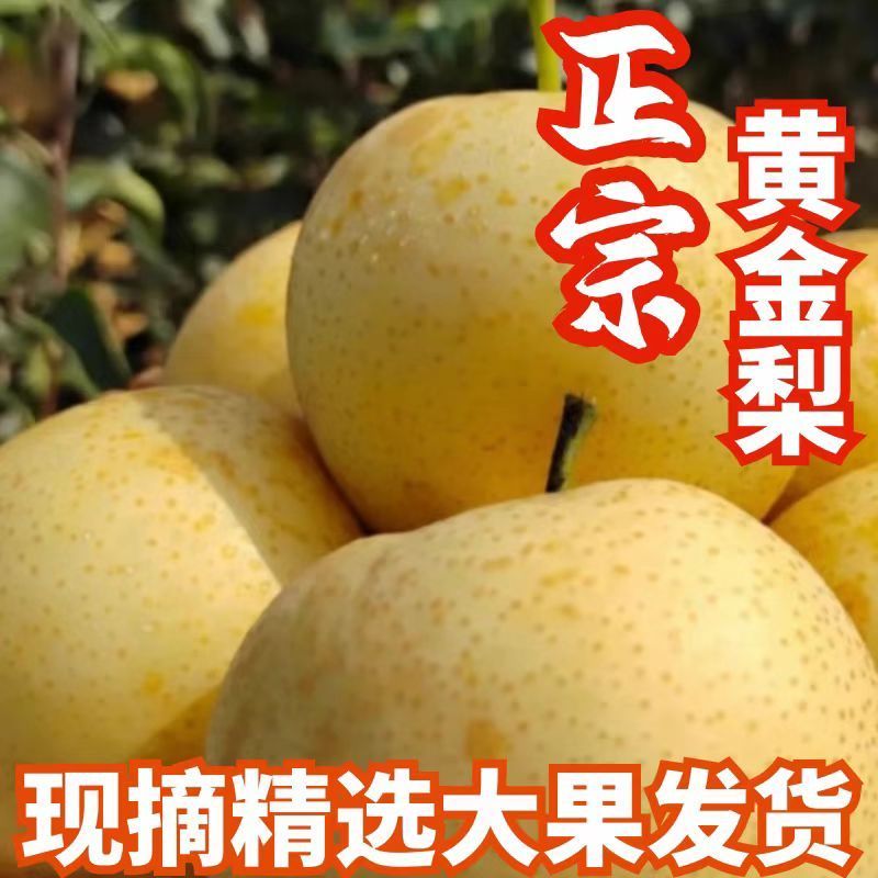 新果现摘爆甜正宗河南南阳特产黄金梨皮薄鲜嫩核小无渣超甜梨树苗