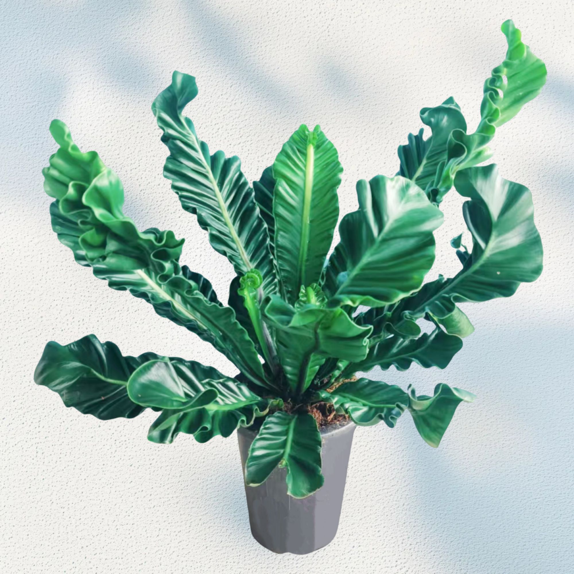 眼镜蛇蕨稀有网红绿植室内绿植绿植盆栽室内耐养奇趣盆栽高级简约