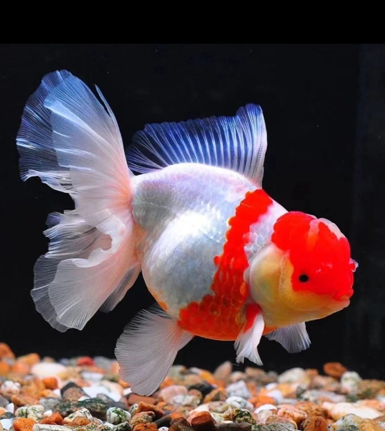 活体泰狮精品金鱼百褶将军，自家鱼场养殖观赏鱼【图片仅供参考】