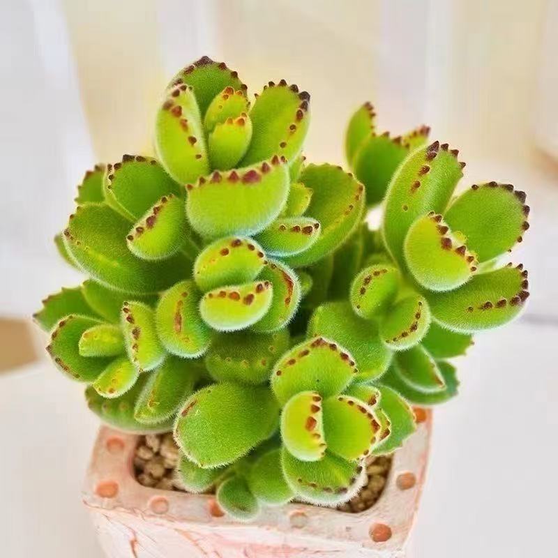 多肉熊爪植物熊童子白熊黄色熊掌新款多肉室内阳台桌面盆栽