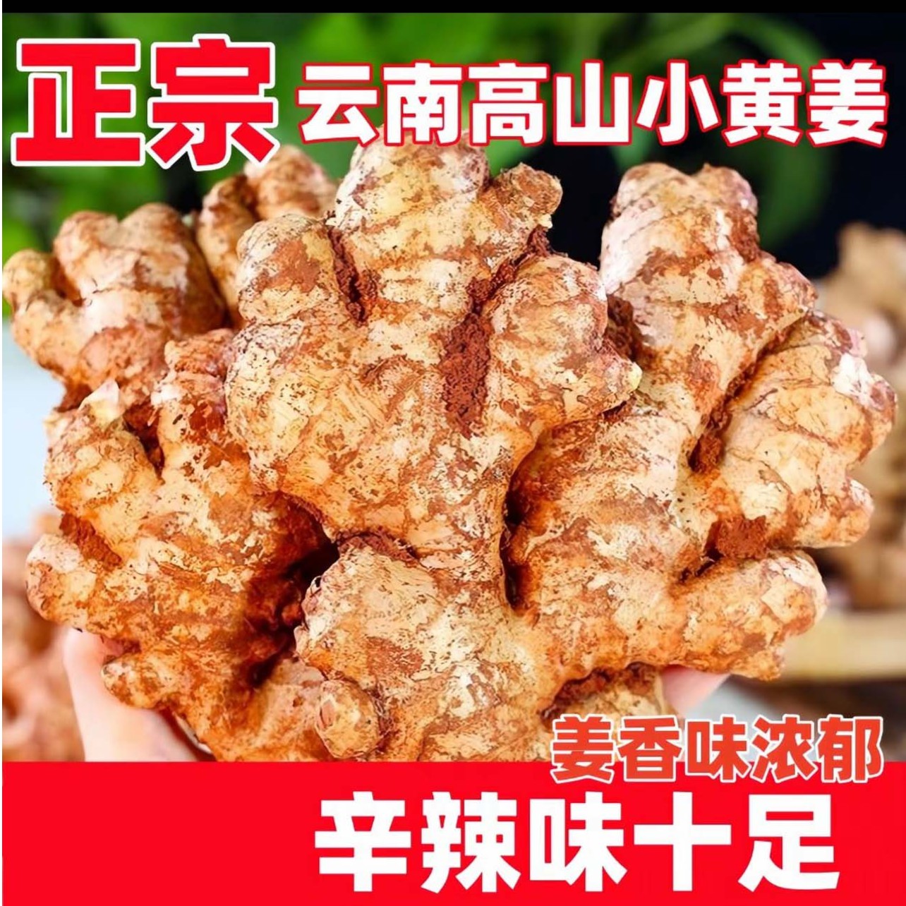 正宗云南小黄姜山地种植新鲜生姜老姜土姜现发调味料酱料原料