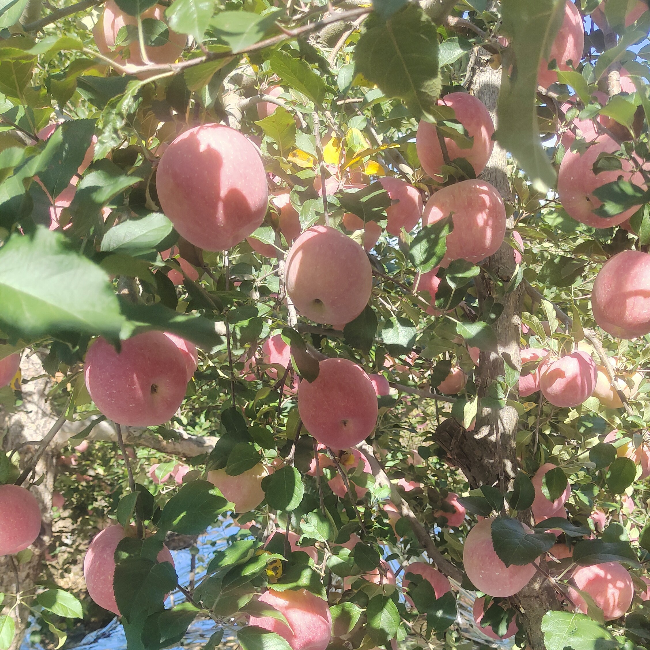 2025年寺河山红富士产地直发新鲜脆甜多汁