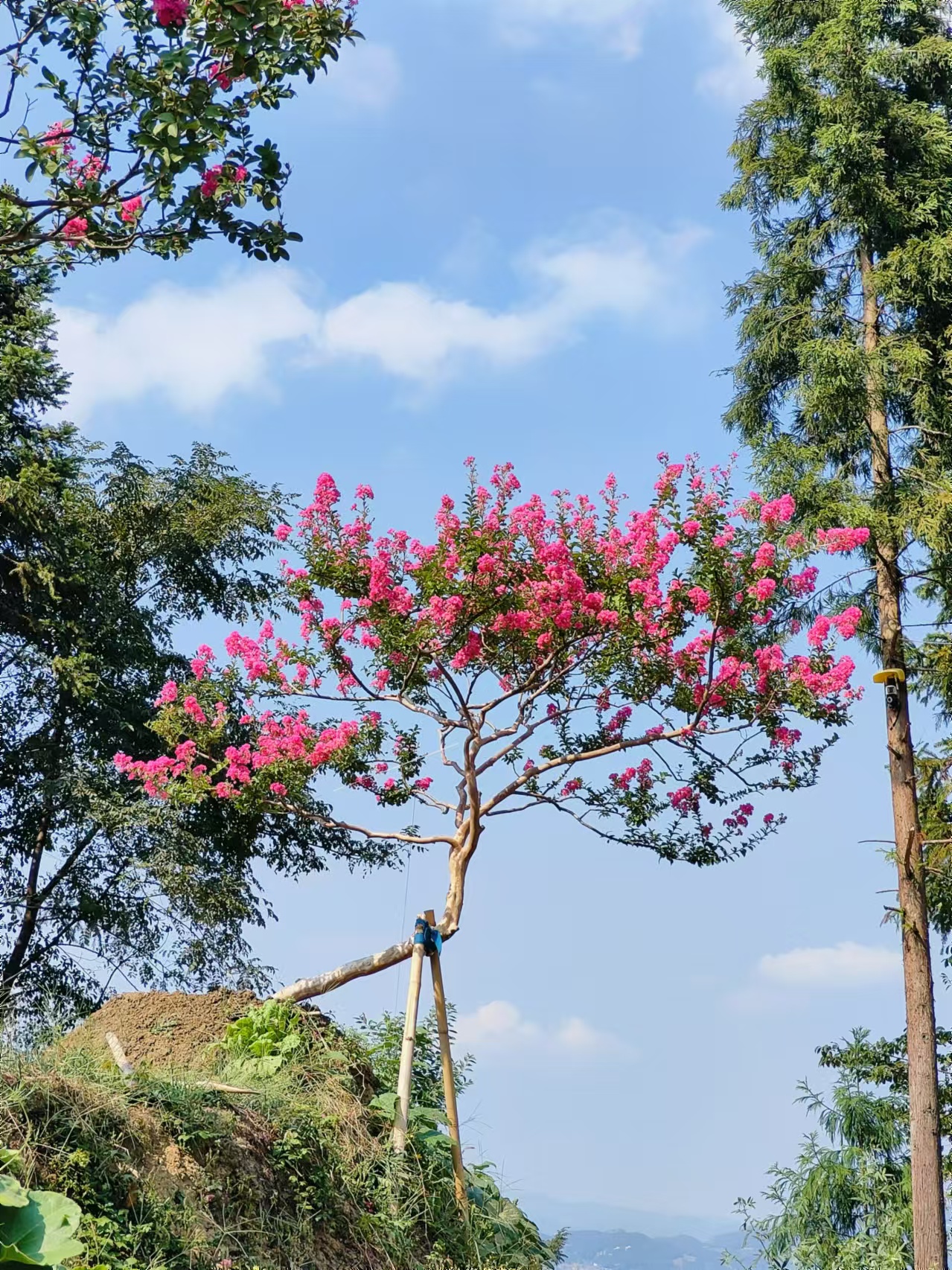 庭院紫薇  日本小叶玫红紫薇  宫粉紫薇  直播间一物品一拍