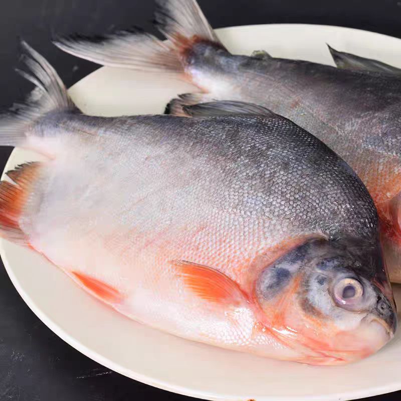 -鲜活速冻大鲳鱼 红鲳鱼肉厚刺少营养鲜美 450g-650g/条6斤以上