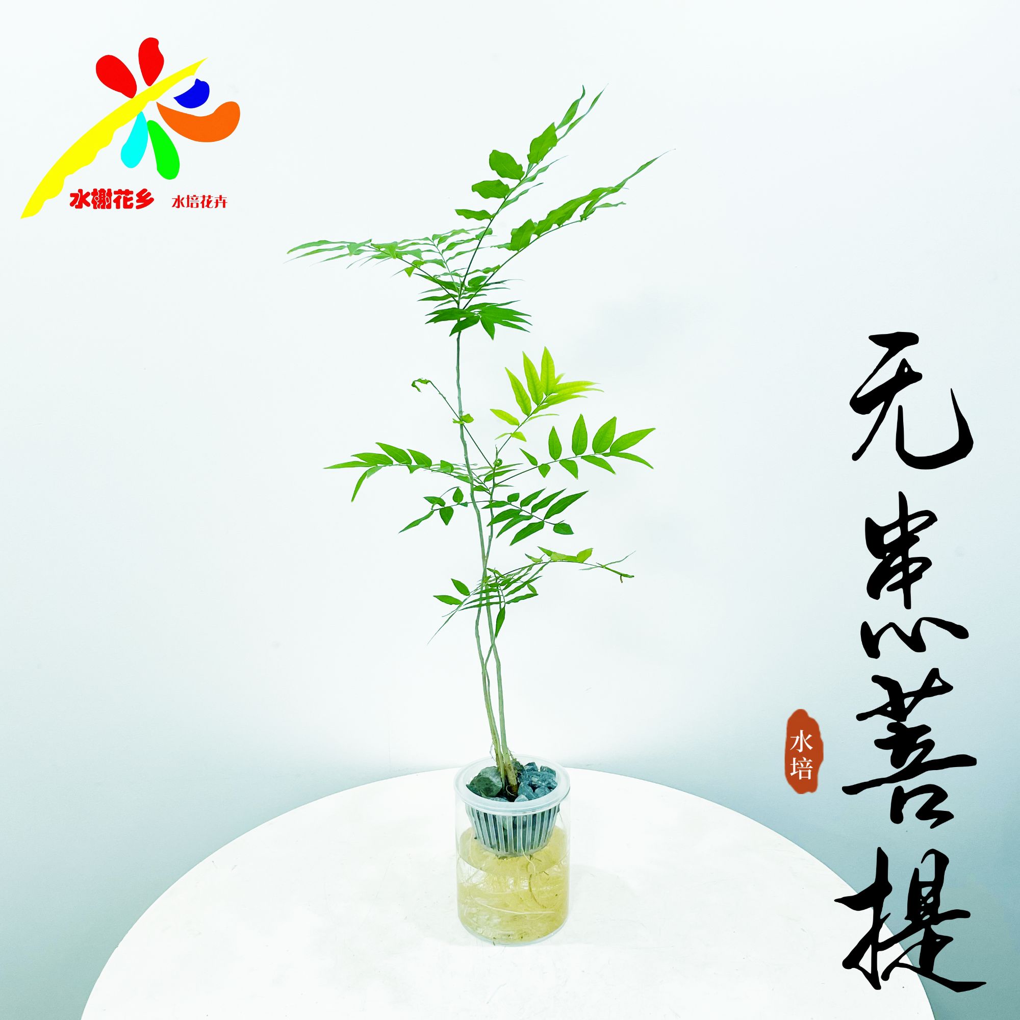 水榭花乡水培无患菩提室内好养瓷器茶台四季常青桌面懒人简约观叶