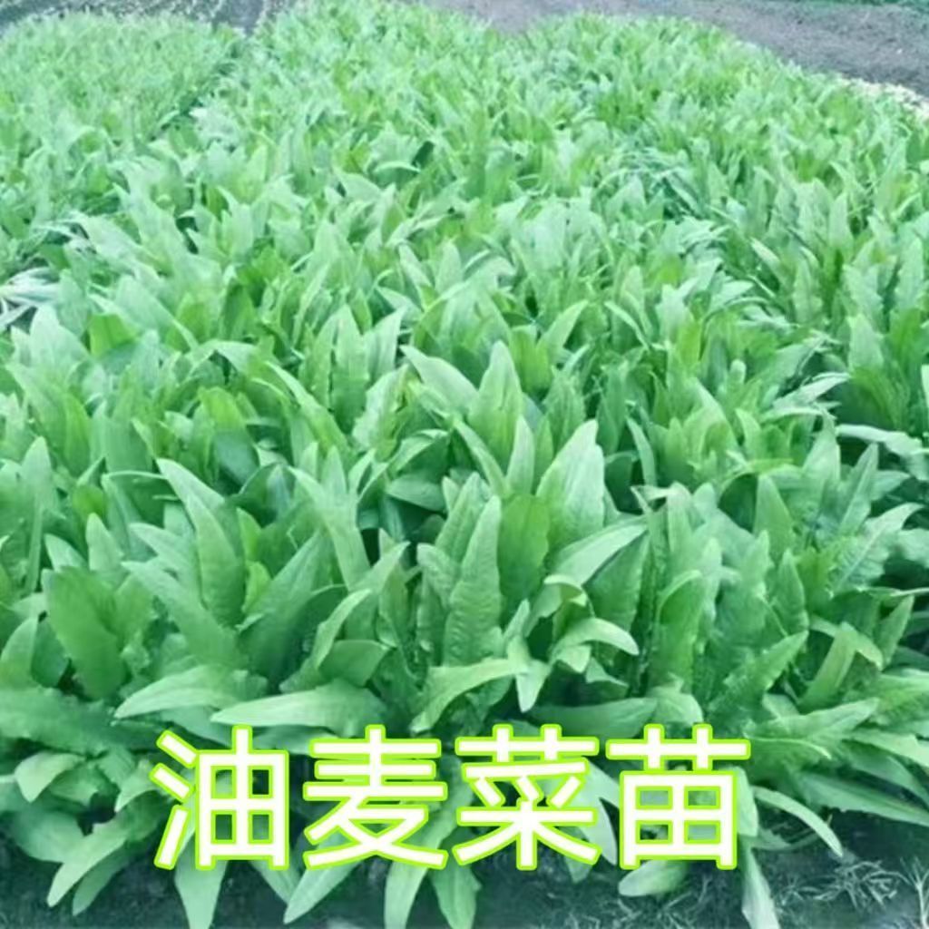 麦香油麦菜秧苗大叶油麦菜带土蔬菜秧苗高产耐高温四季庭院种植