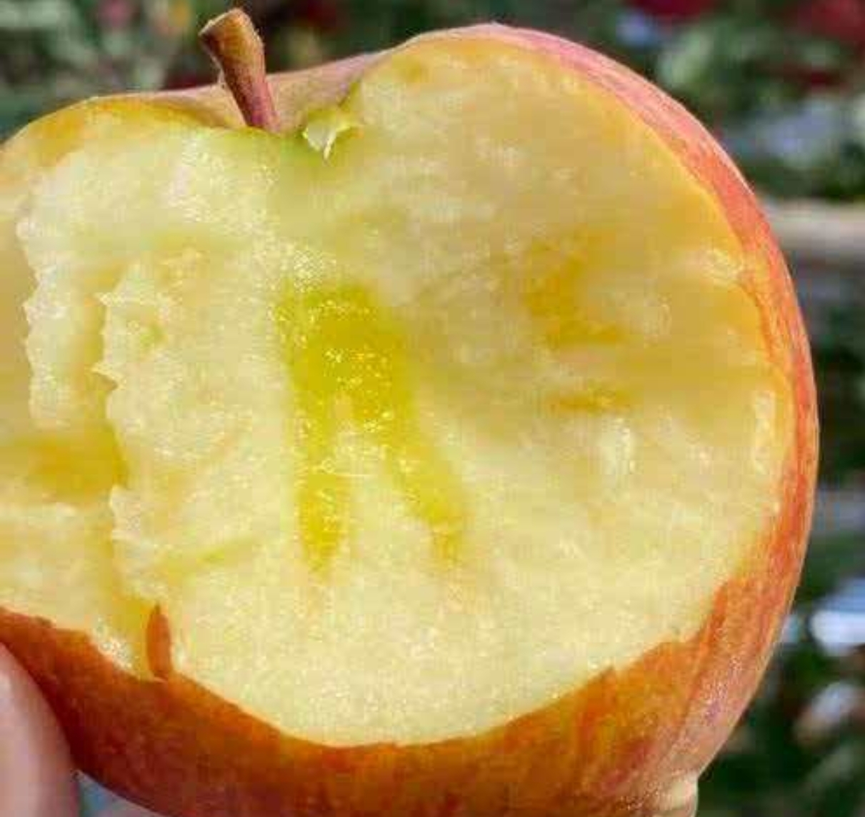 山西红富士苹果苹果当季新鲜现摘脆甜多汁