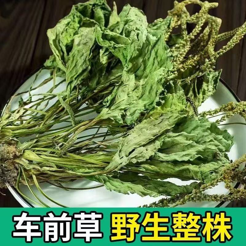 车前草野生整颗车前草全草车轱辘菜新货新鲜级干货泡茶煮水泡茶喝