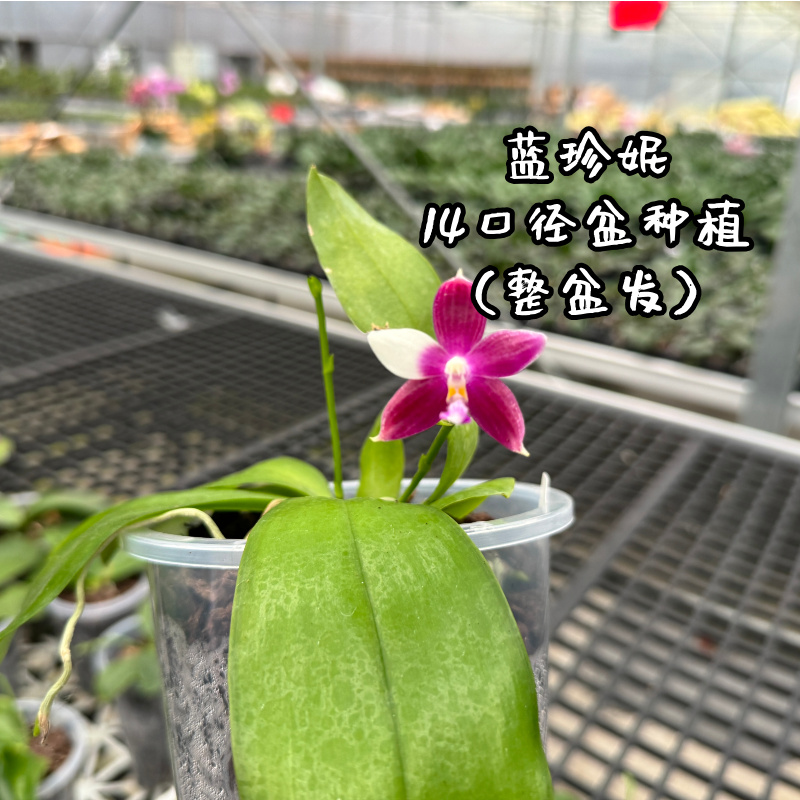 蓝珍妮（14口径花盆种植）浓香型实生好养易活原生种蝴蝶兰趣味兰花