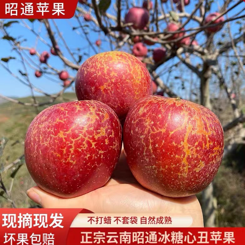 正宗云南昭通丑苹果冰糖心红富士现摘现发脆甜多汁包邮