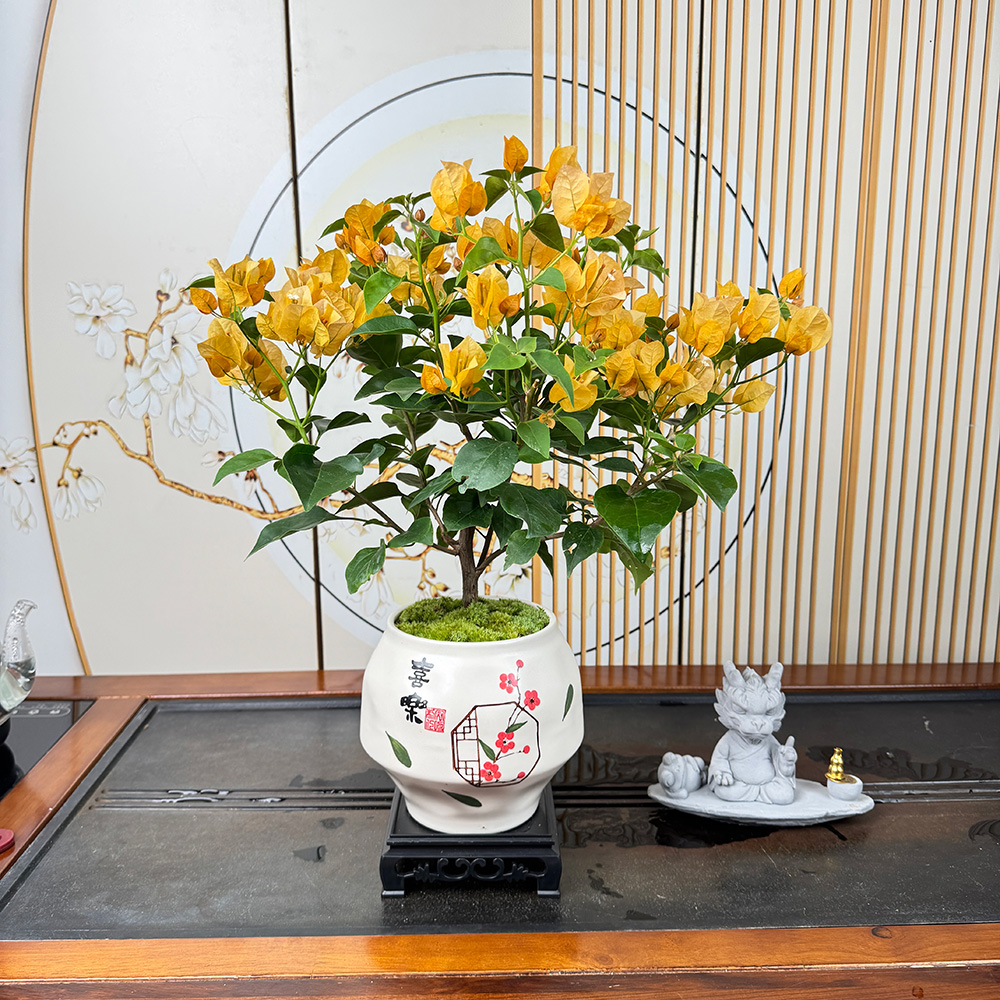 金色光辉三角梅勤花好养绿植阳台窗台老七夕送礼好养绿植