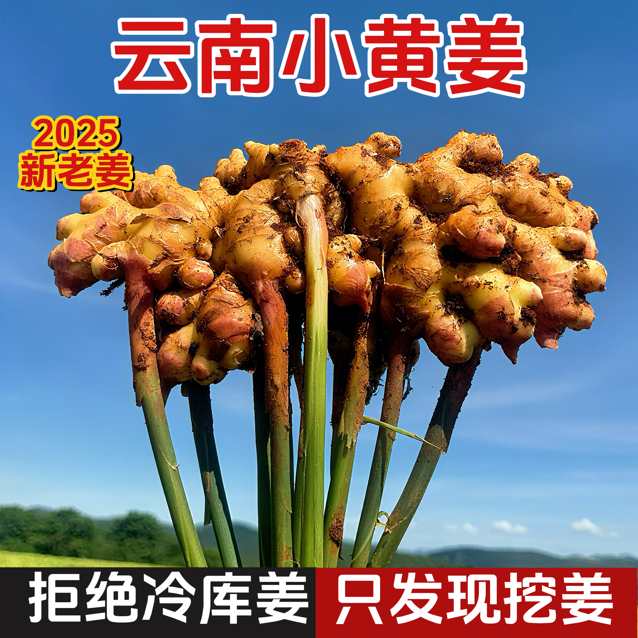 云南小黄姜香味浓郁辛辣够味新鲜现挖山地种植生姜产地直销