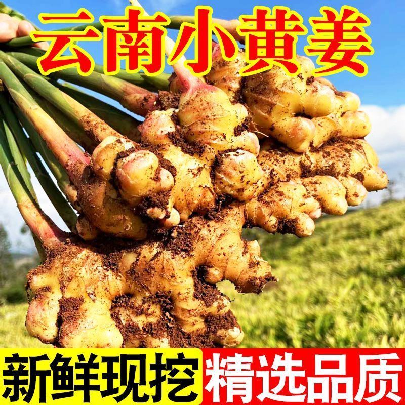 云南高山小黄姜一年老姜新鲜现挖小黄姜姜香浓郁辛辣醇厚
