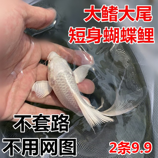 短身蝴蝶鲤 大鳍大尾蝴蝶鲤 锦鲤 冷水鱼 金鱼