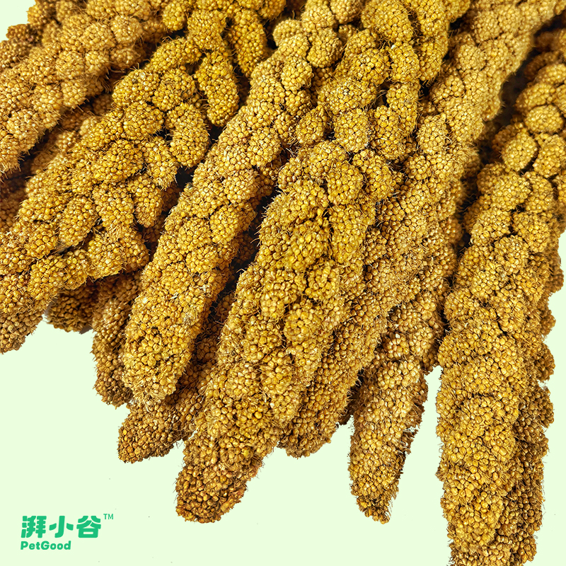 湃小谷有机宠物谷穗鹦鹉带壳黄谷子小米虎皮饲料鸟粮鸟鸟食2025