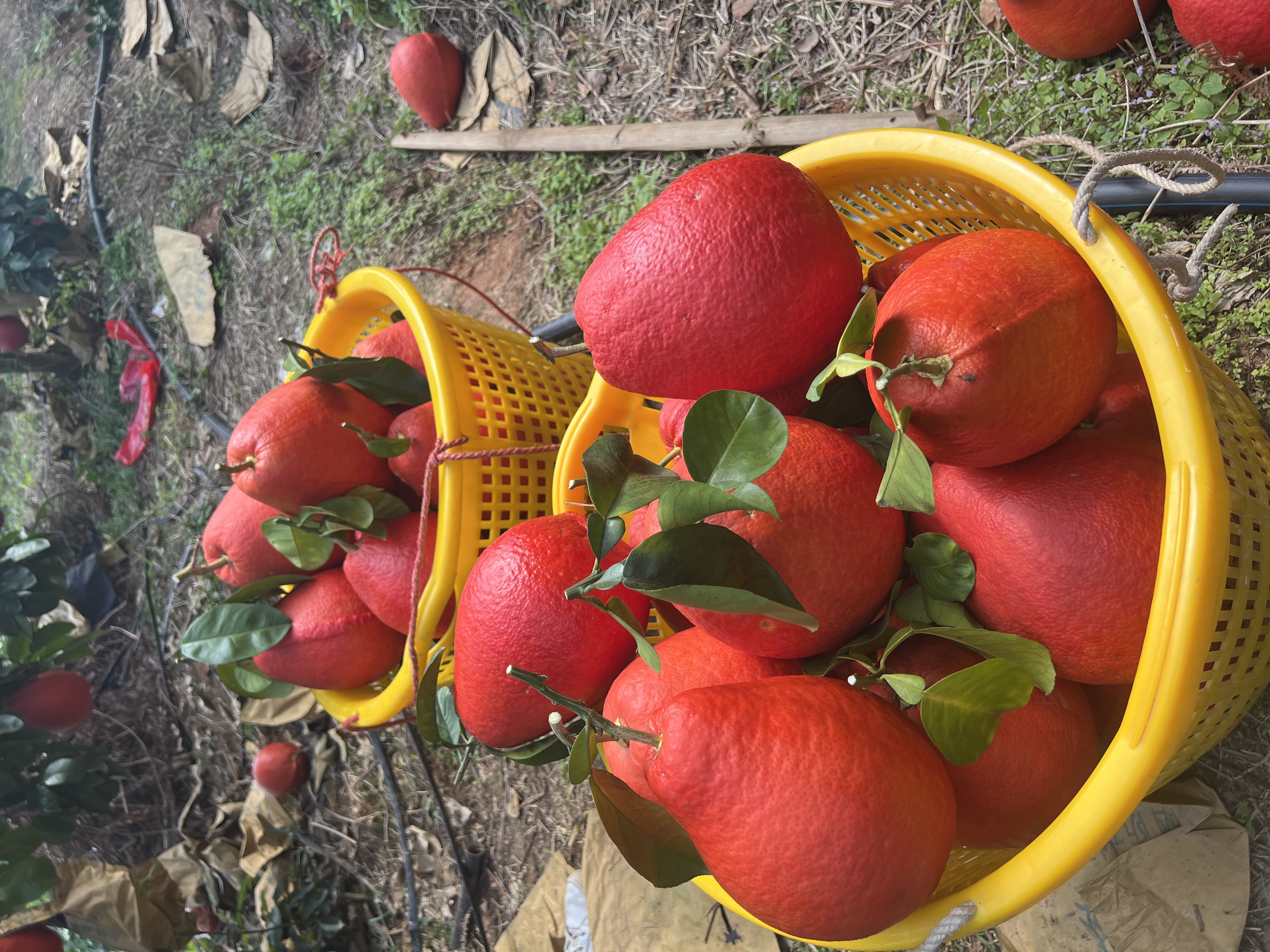 广西容县香水红柚观赏柚喜庆乔迁结婚开张柚子送礼招财柚红皮味香