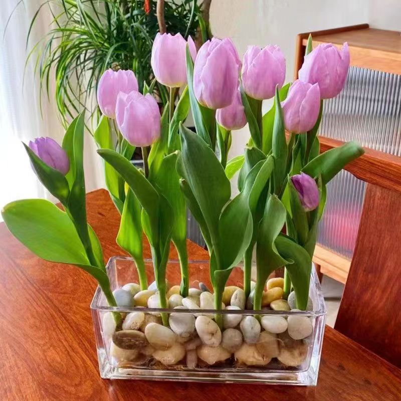 【新疆包邮】水培重瓣郁金香大种球花卉四季开花好养活室内盆栽绿植